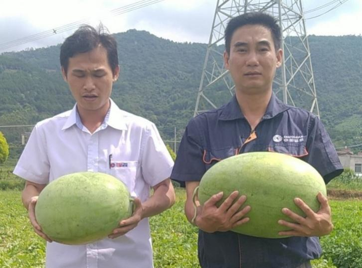 中国燃气合力助农解民忧，促广西多地时令水果火爆销售