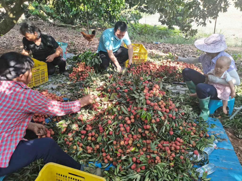 中国燃气合力助农解民忧，促广西多地时令水果火爆销售