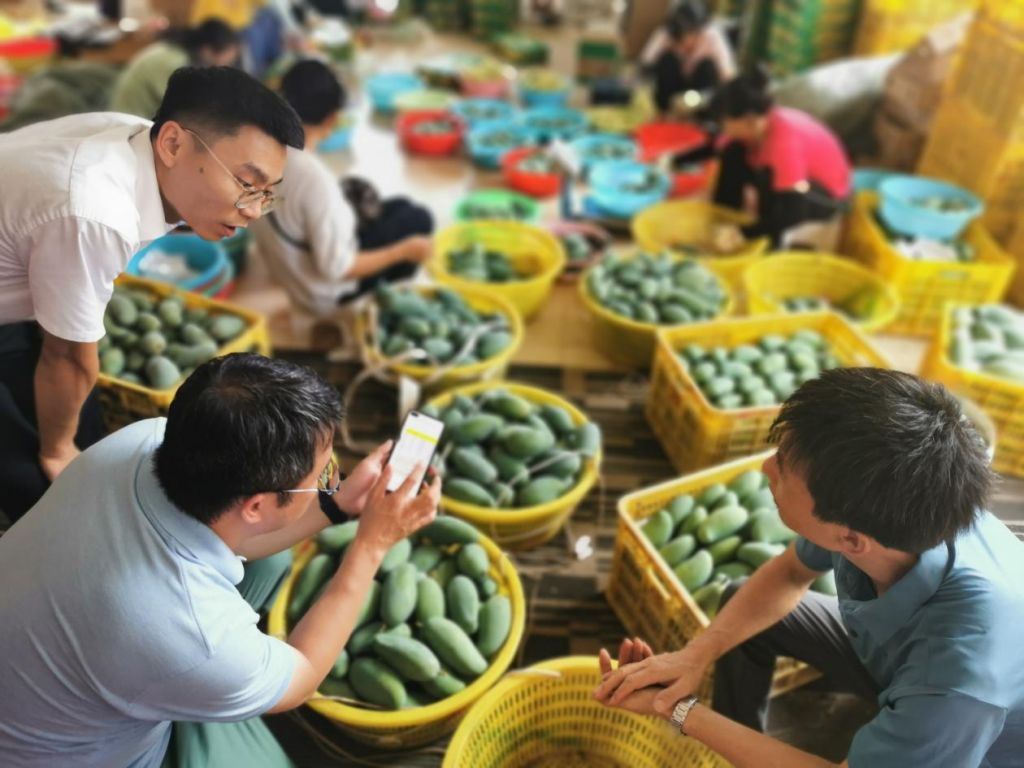 中国燃气合力助农解民忧，促广西多地时令水果火爆销售