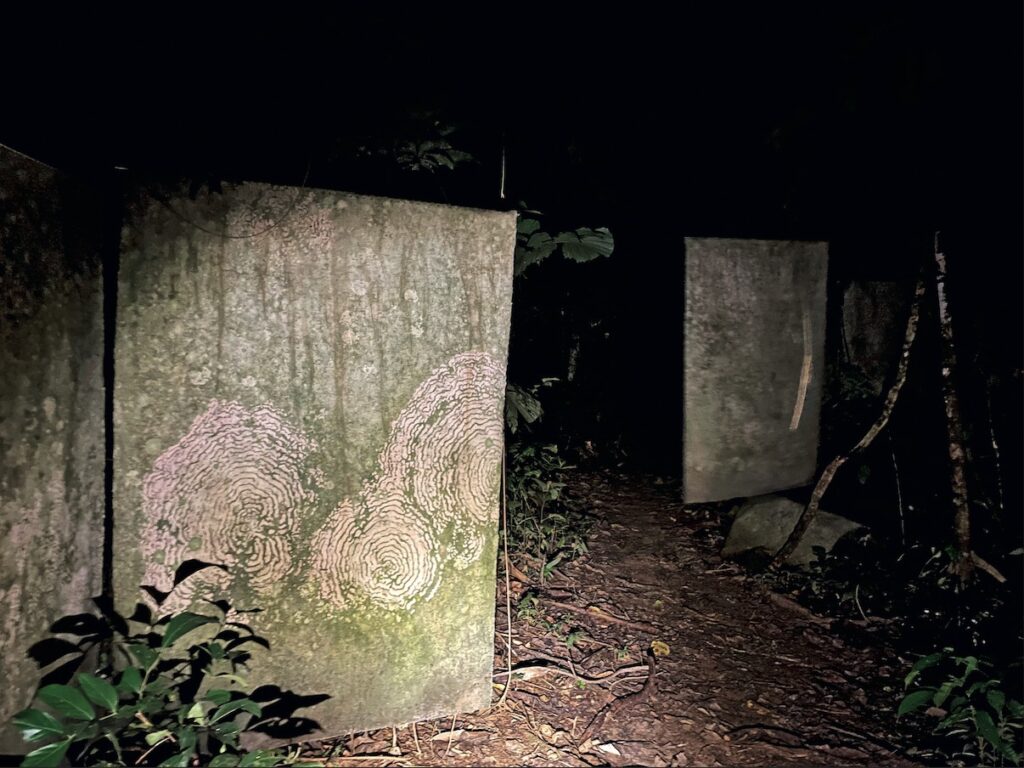 融入林木间，总似在云端——在亚马孙雨林度过的一周