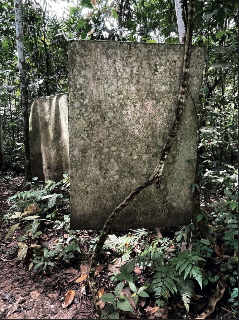 融入林木间，总似在云端——在亚马孙雨林度过的一周